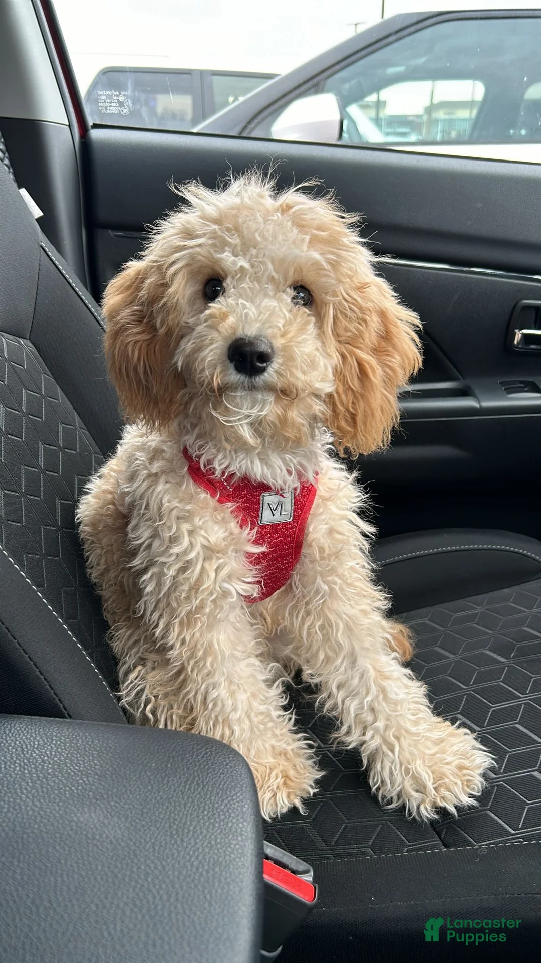 Cavapoo dogs for sale: Cavadoodle puppy - Ad 2