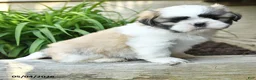 Shih Tzu dogs for sale: Hansel - Ad 5
