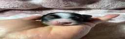 Mixed Breed dogs for sale: Mixed Breed 5 - Ad 2