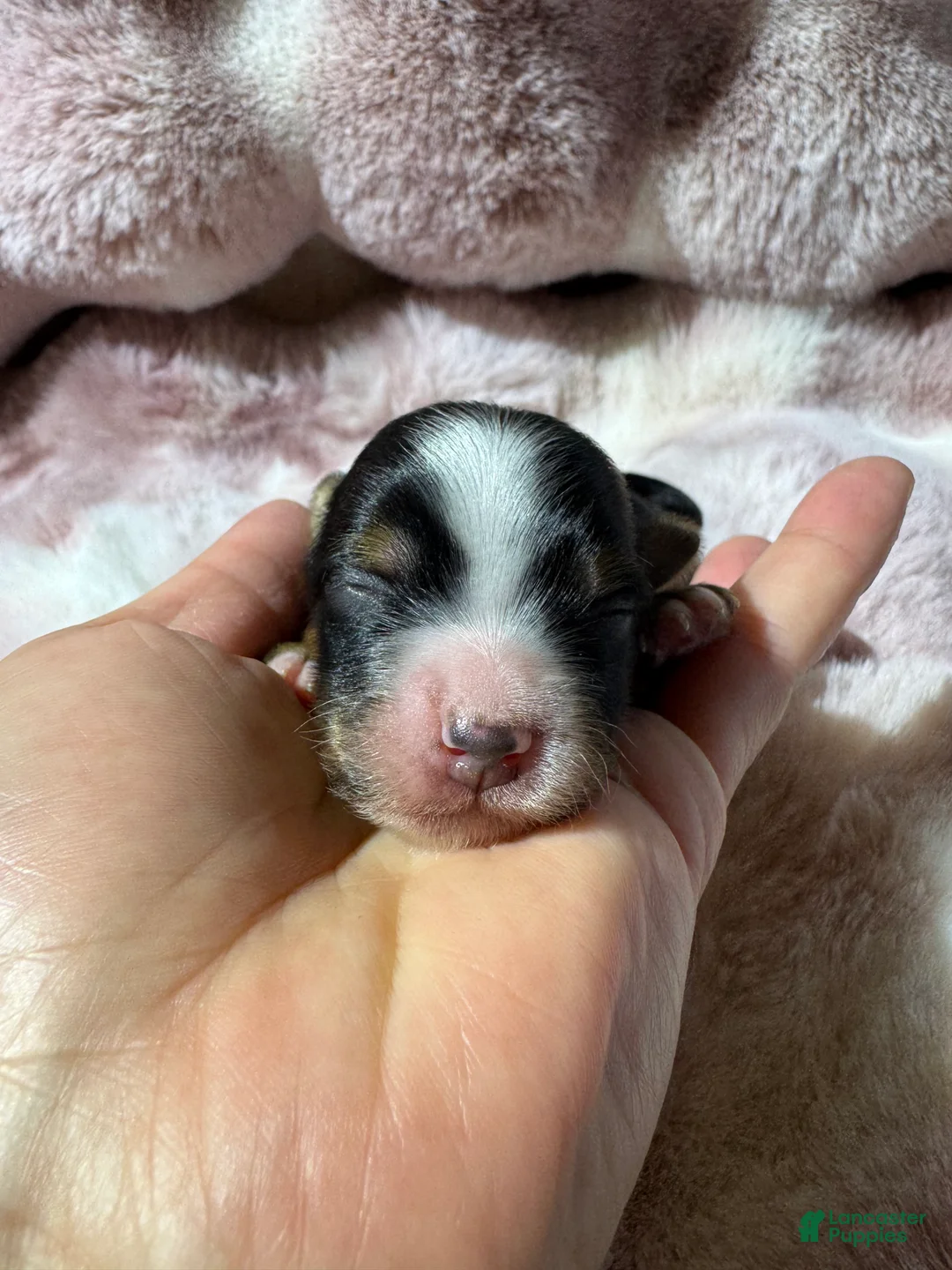 Mixed Breed dogs for sale: Mixed Breed 5 - Ad 2