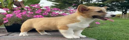 Welsh Corgi Pembroke dogs for sale: Welsh Corgi Pembroke 1 - Ad 4