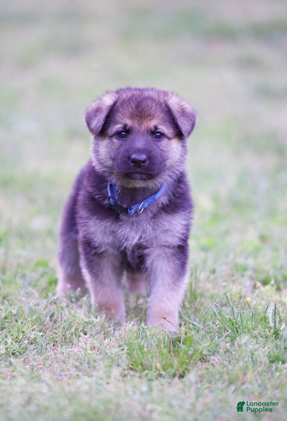 German Shepherd dogs German Shepherd Puppy 5 - Ad 34