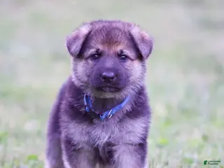 German Shepherd dogs German Shepherd Puppy 5 - Ad 34