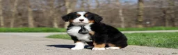 Bernese Mountain Dog dogs for sale: Zeke - Ad 5