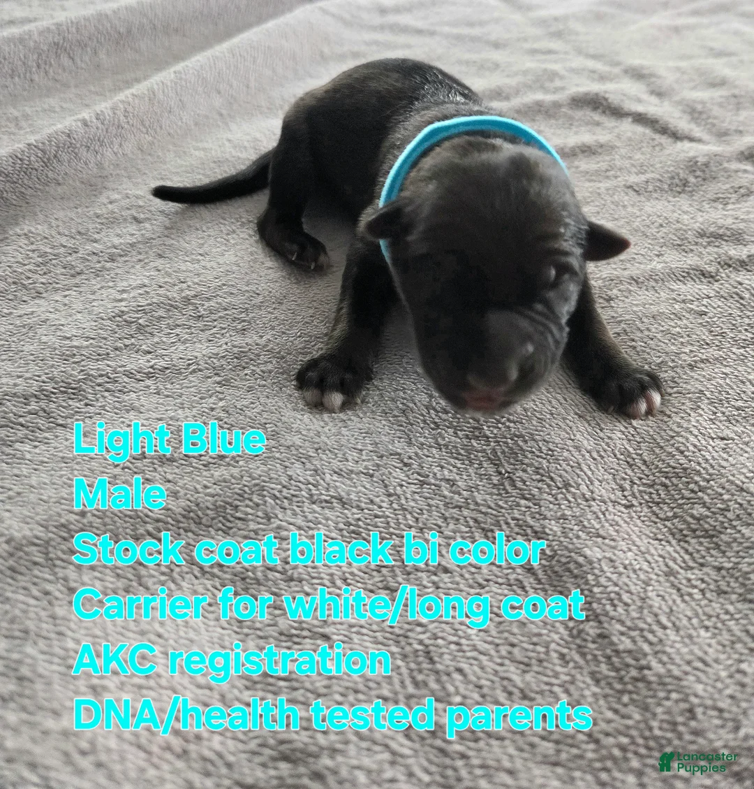 German Shepherd dogs for sale: Light Blue - Ad 1