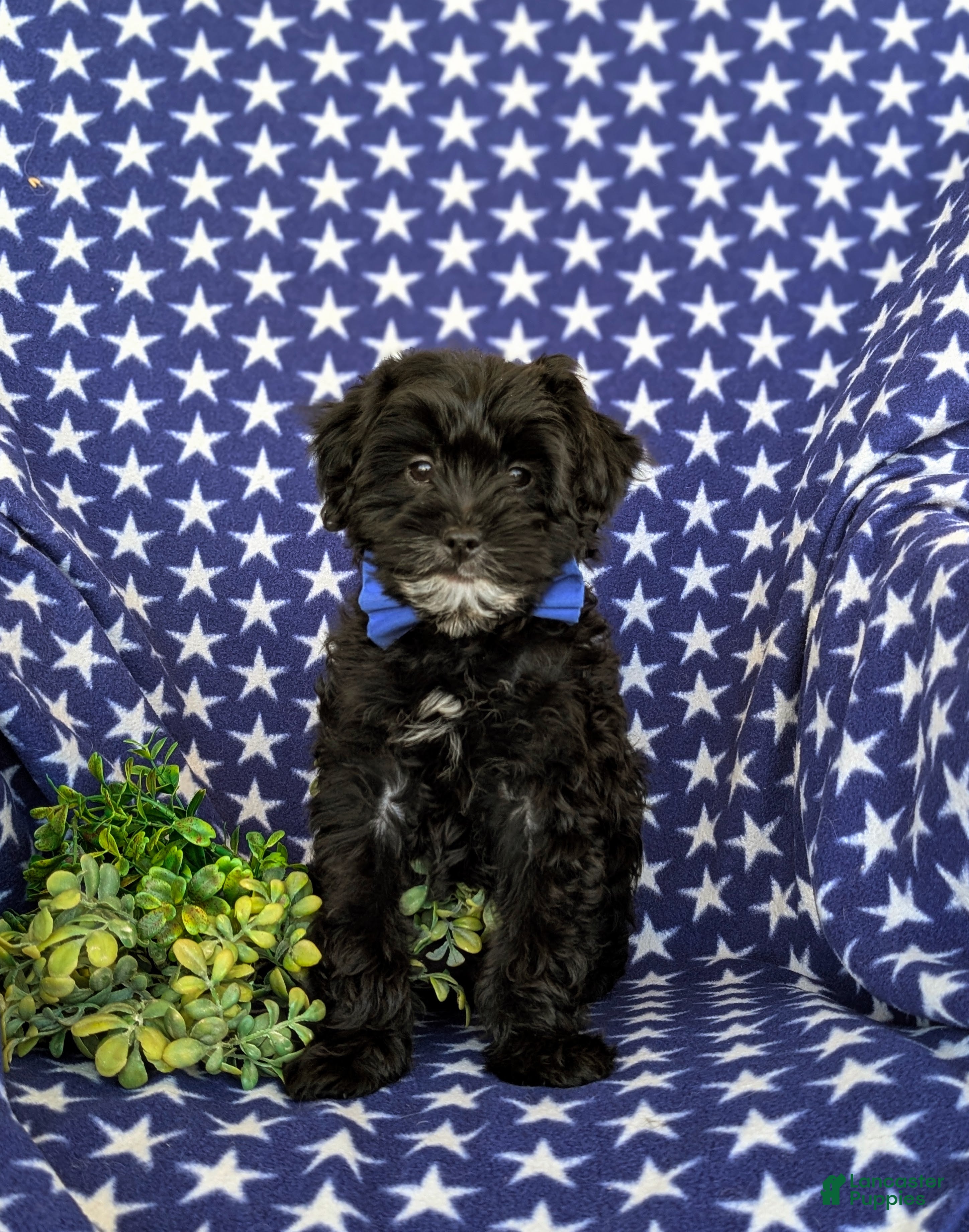 Yorkiepoo dogs for sale: Colbert 6 lbs Full Grown - Ad 2