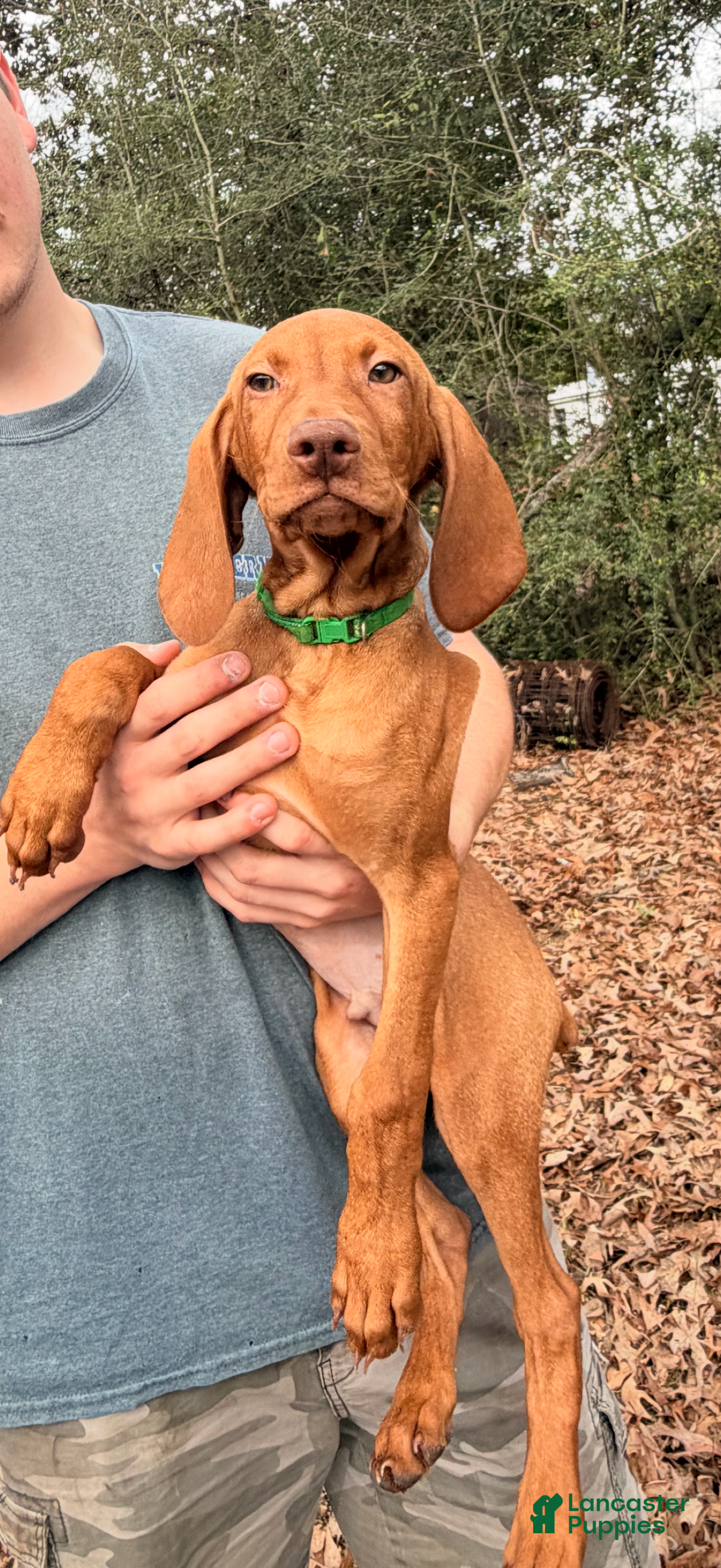 Vizsla dogs Green Male - Ad 1