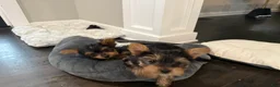 Yorkshire Terrier dogs for sale: AJ - Ad 3