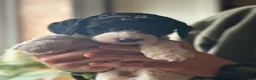 Standard Poodle dogs for sale: Raven, Standard Poodle Puppy 7 - Ad 13