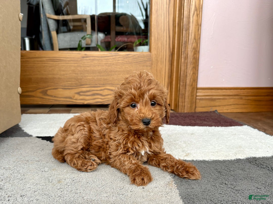 Cavapoo dogs for sale: Cavapoo female Puppy 5 - Ad 10