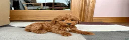 Cavapoo dogs for sale: Cavapoo female Puppy 5 - Ad 10