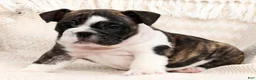 English Bulldog dogs for sale: Brutus - Ad 8