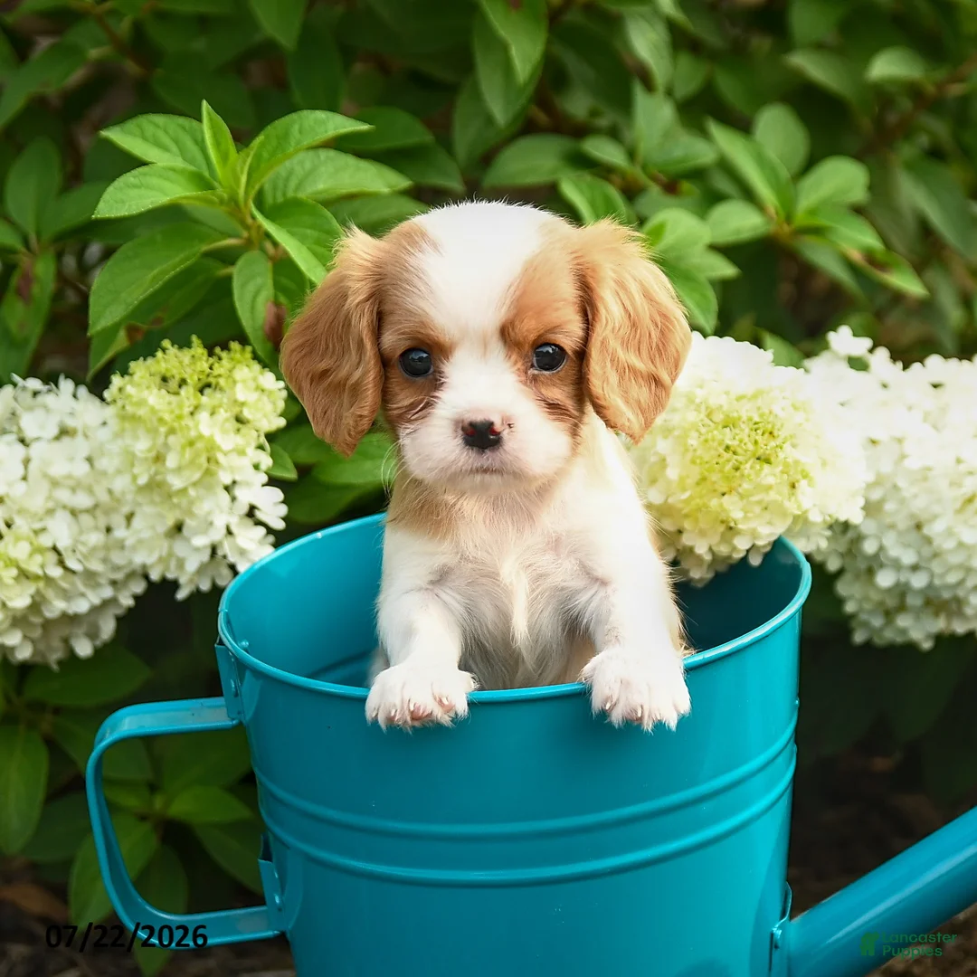 Cavalier King Charles Spaniel dogs for sale: Iced Coffee  - Ad 1