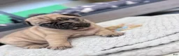 Pug dogs for sale: Bluey  - Ad 2