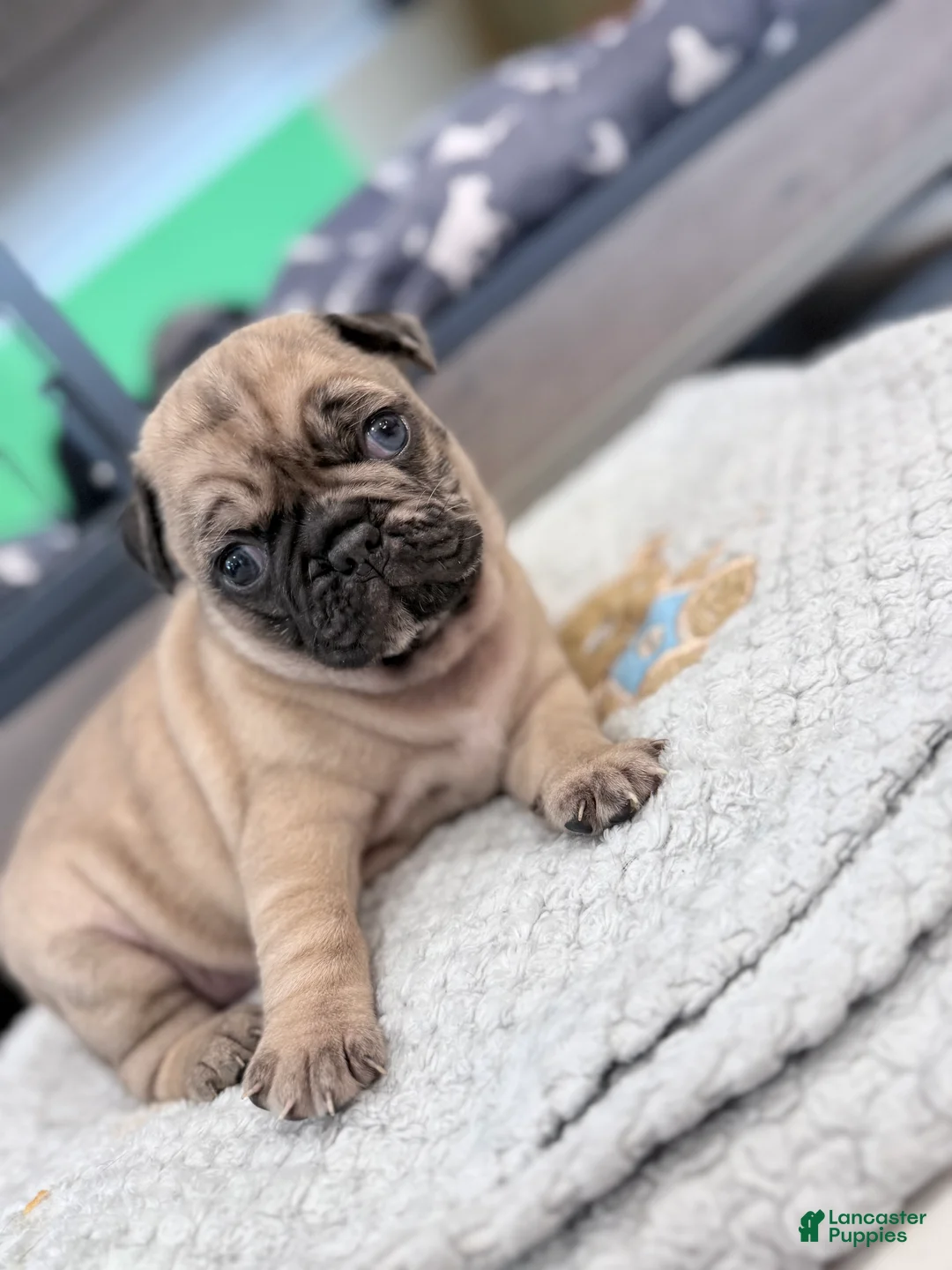 Pug dogs for sale: Bluey  - Ad 2