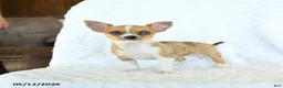 Chihuahua dogs for sale: Rosie - Ad 5
