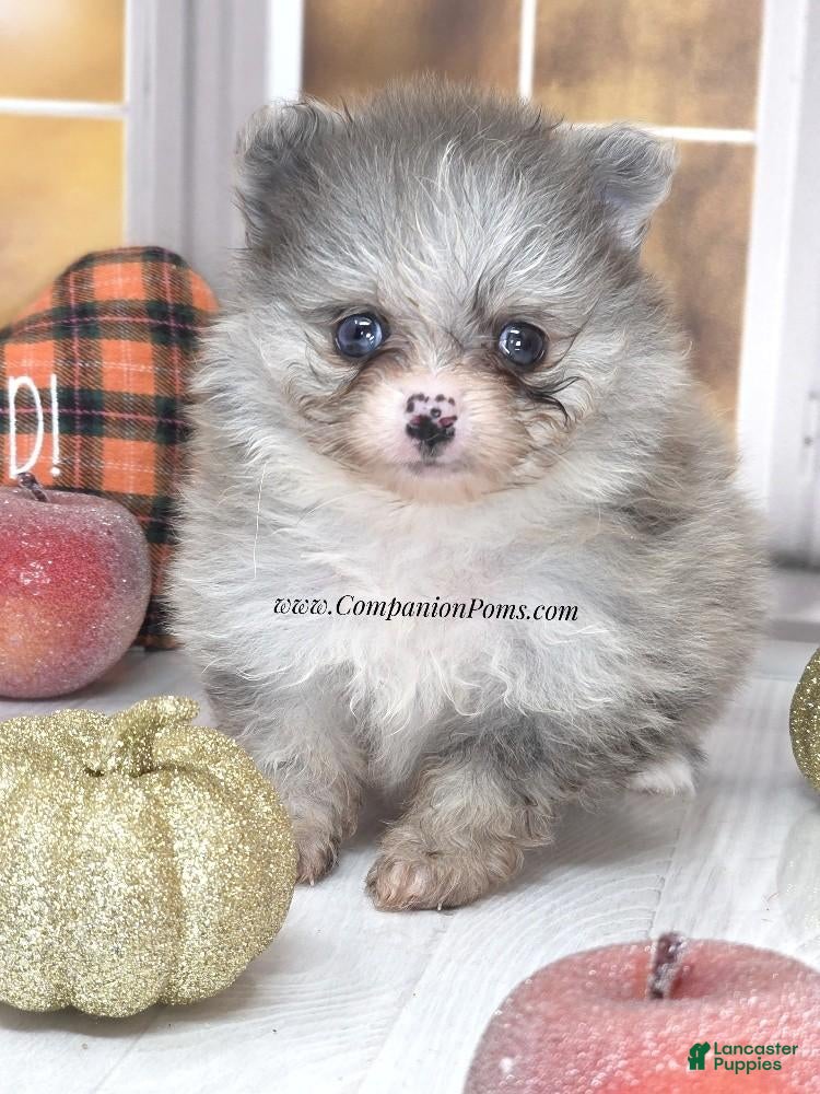 Pomeranian dogs Blueberry - Silvery Blue Merle - w/Blue Eye - Ad 1