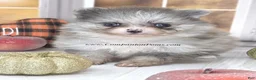 Pomeranian dogs for sale: Blueberry - Silvery Blue Merle - w/Blue Eye - Ad 1