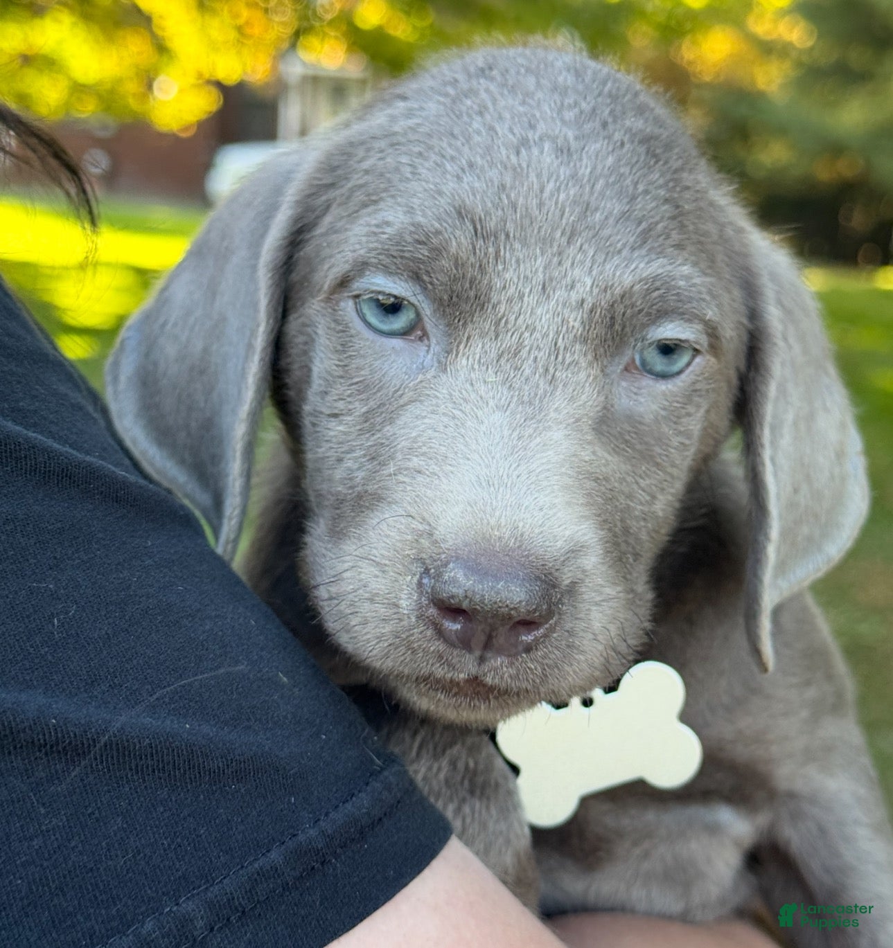 Labrador Retriever dogs for sale: Labrador Retriever 1 - Ad 2
