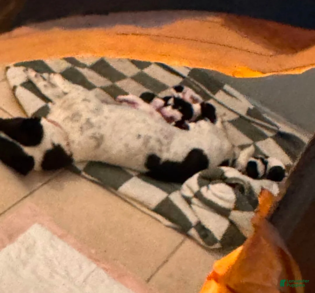 Rat Terrier dogs for sale: Rat Terrier Puppy 1 - Ad 4