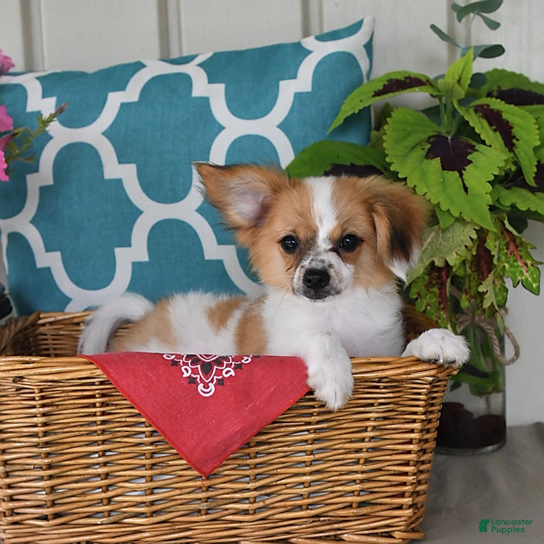 Papillon dogs for sale: Alex - Ad 17