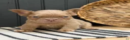 French Bulldog dogs for sale: Butterscotch - Ad 9
