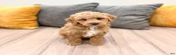 Mini Goldendoodle dogs for sale: Jasmine - Ad 1