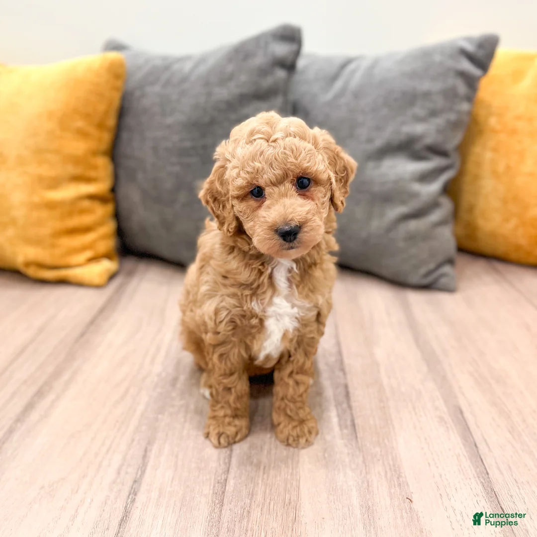 Mini Goldendoodle dogs for sale: Jasmine - Ad 1