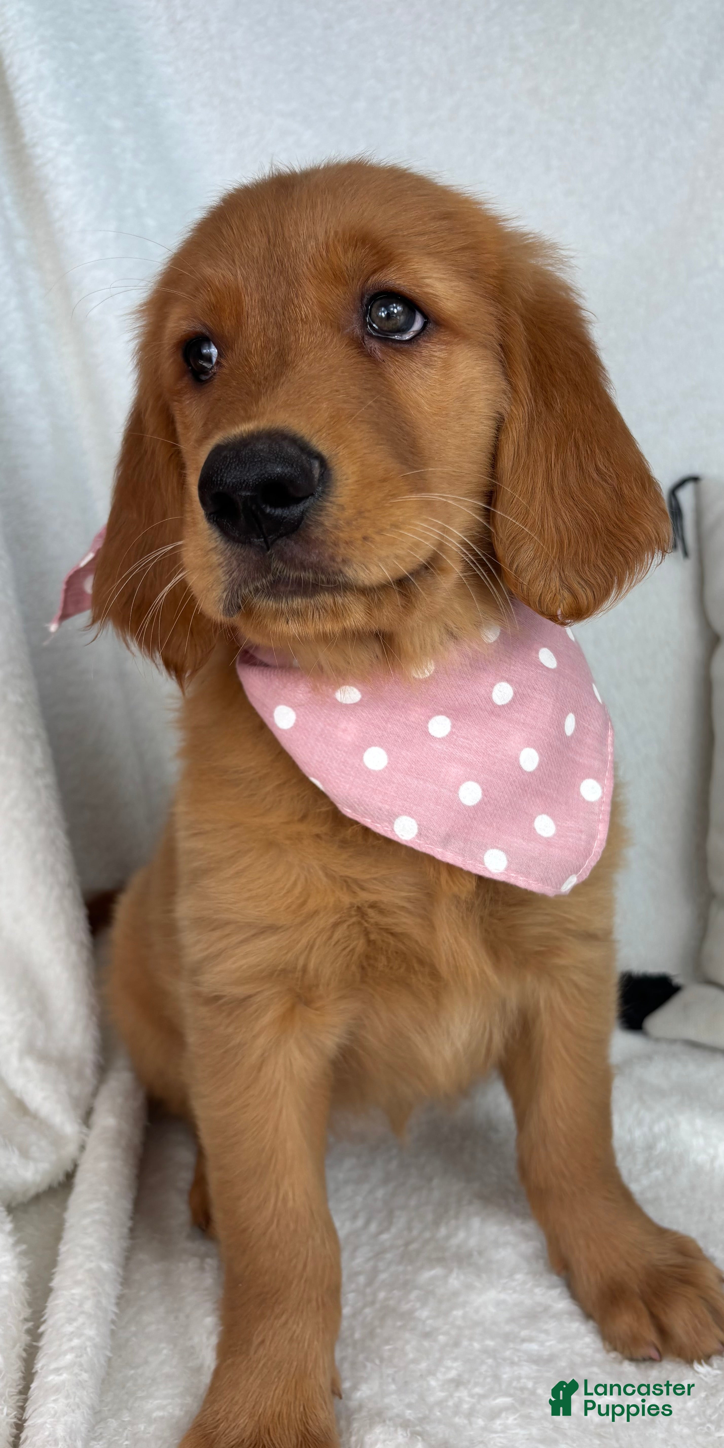 Golden Retriever dogs Ginger - Ad 20