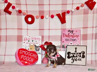 Chihuahua dogs Idalee - Ad 20