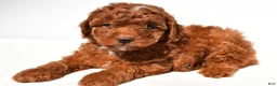 Miniature Poodle dogs for sale: Cooper - Ad 6