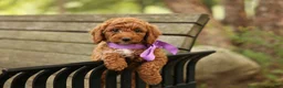 Mini Goldendoodle dogs for sale: Birdie - Ad 5