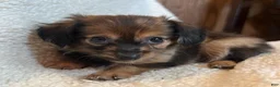 Chiweenie dogs for sale: Benny - Ad 9