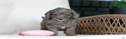 Cavapoo dogs for sale: Brooklyn - Ad 4