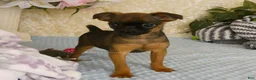 Brussels Griffon dogs for sale: Otis - Ad 6