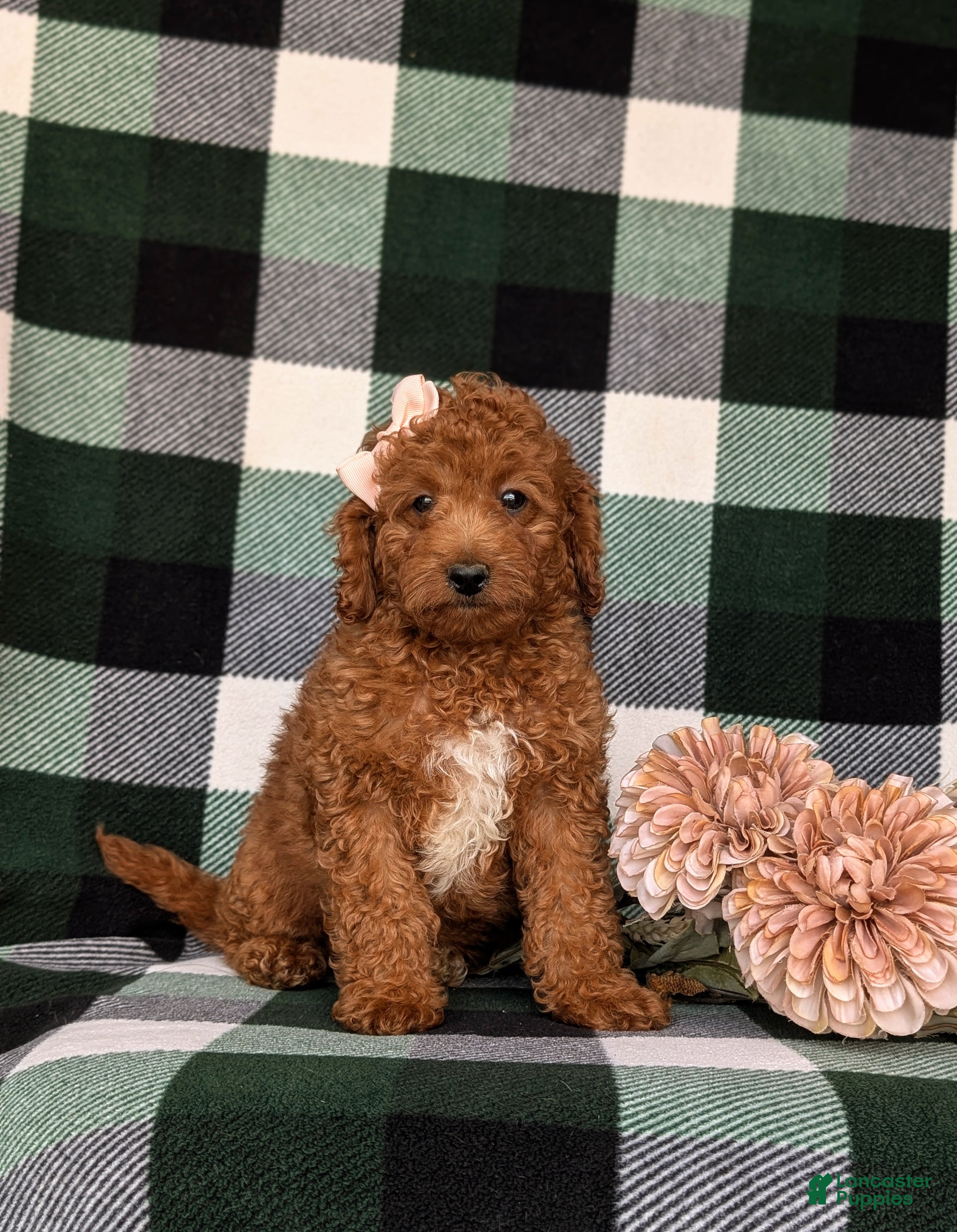 Mini Goldendoodle dogs Tehya 9 lbs Full Grown - Ad 1