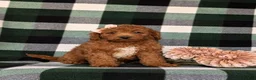 Mini Goldendoodle dogs for sale: Tehya 9 lbs Full Grown - Ad 1