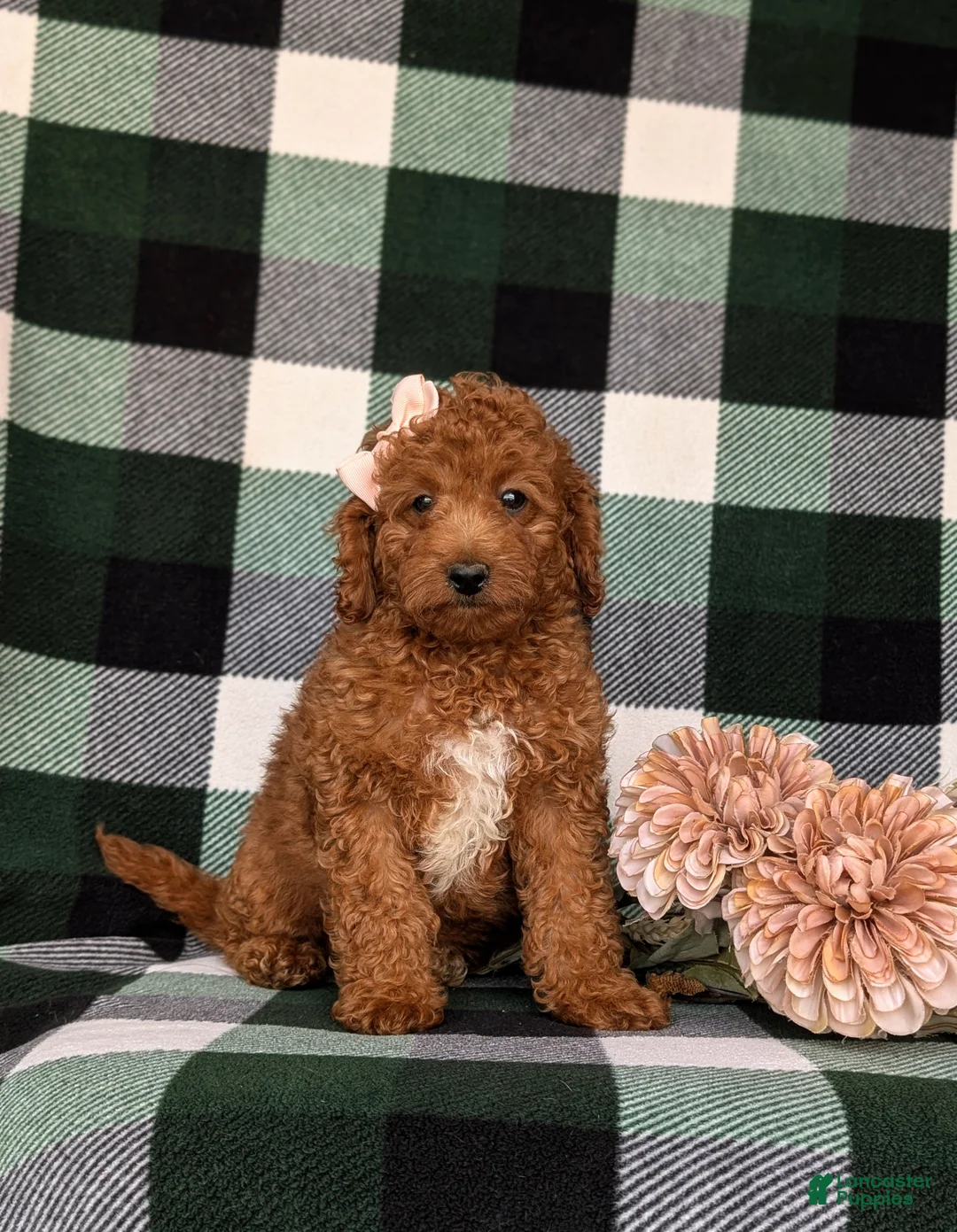 Mini Goldendoodle dogs for sale: Tehya 9 lbs Full Grown - Ad 1