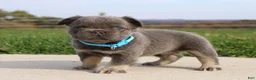 French Bulldog dogs for sale: Bingo - Ad 4