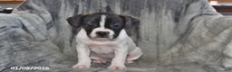 Mixed Breed dogs for sale: Millie - Ad 4