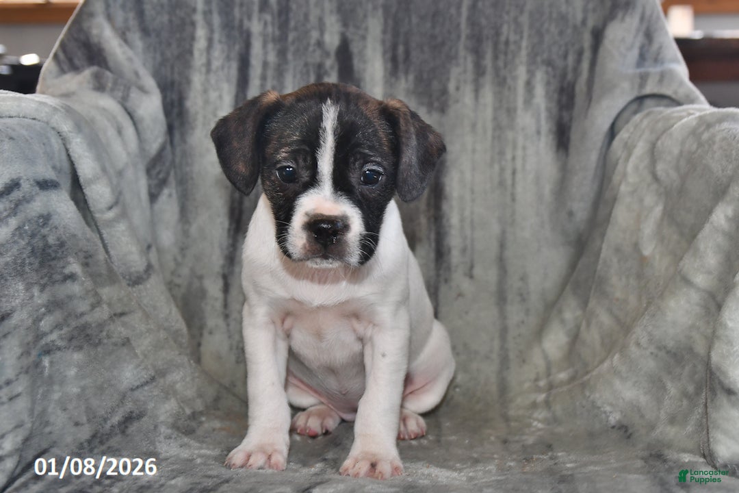 Mixed Breed dogs for sale: Millie - Ad 4