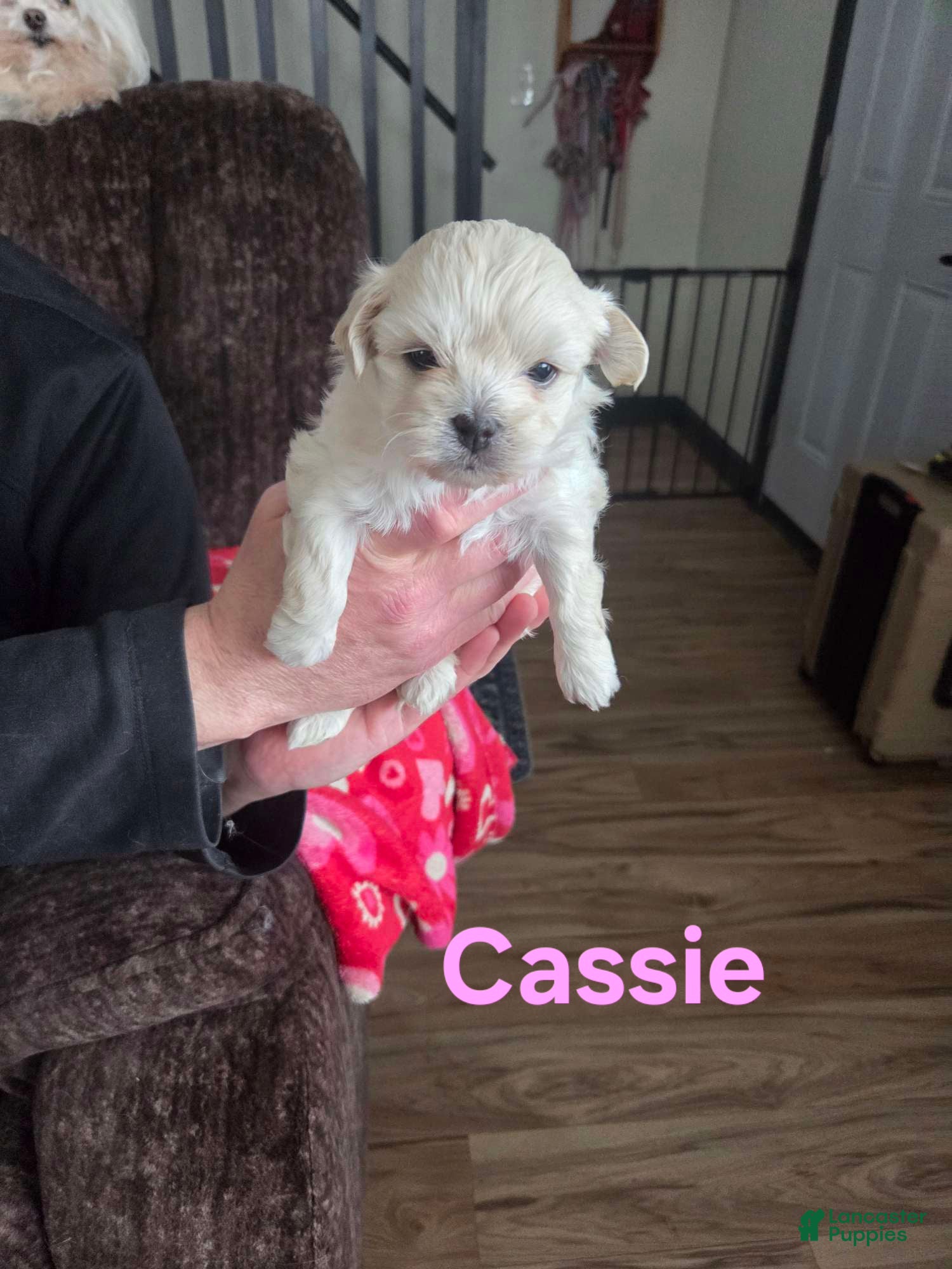 Shihpoo dogs Cassie - Ad 17