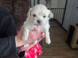 Shihpoo dogs Cassie - Ad 17