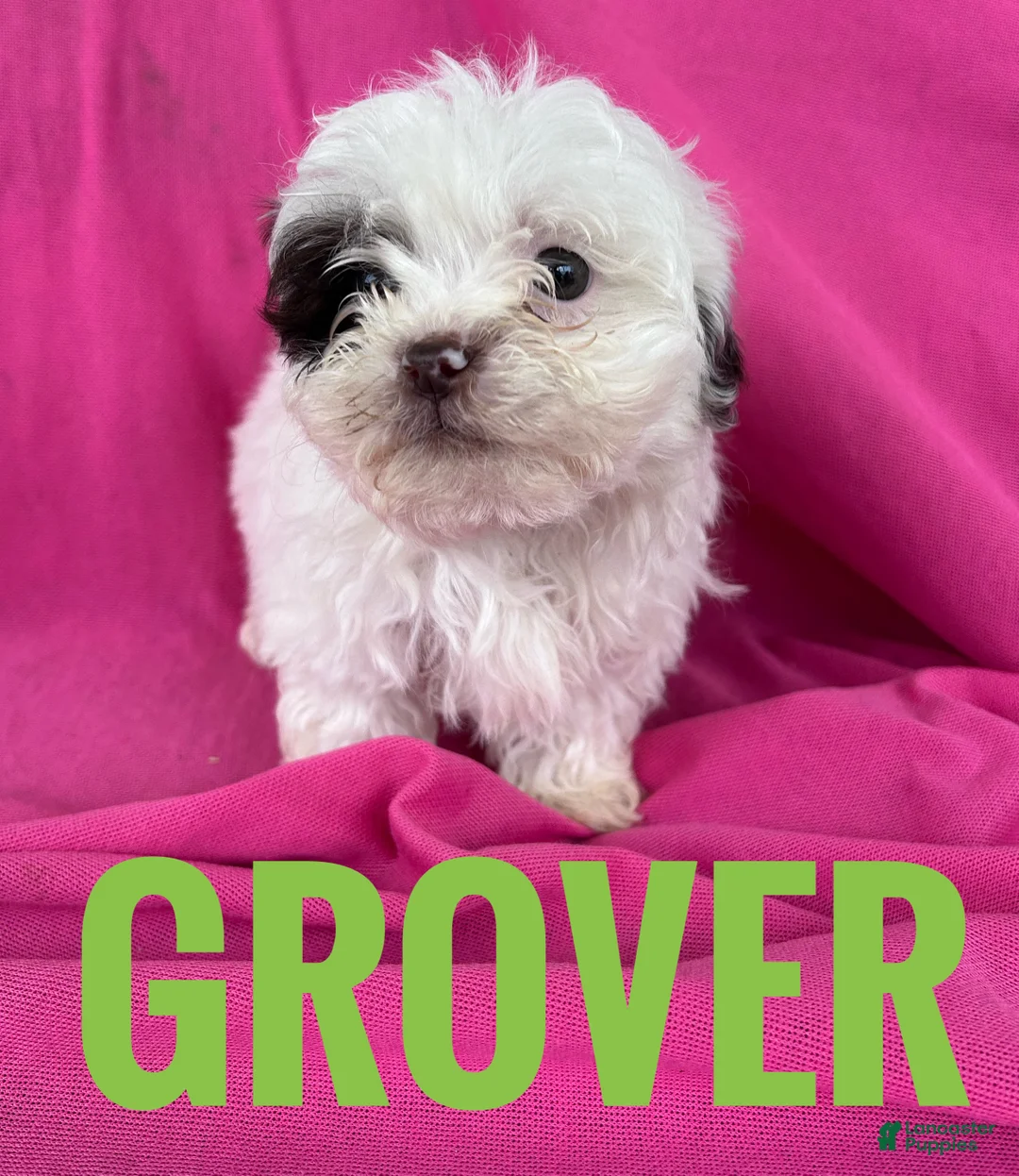 Shihpoo dogs for sale: GROVER - Ad 4