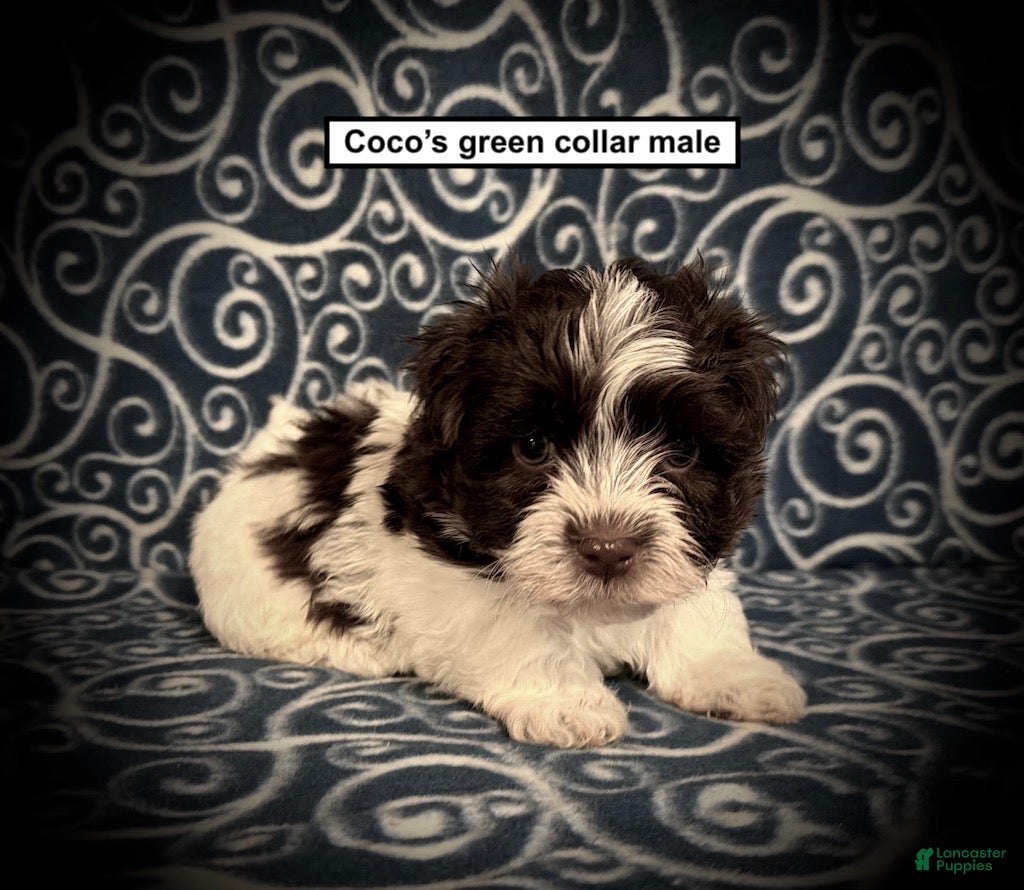 Havanese dogs for sale: AKC Coco's Green Collar Male - Ad 1