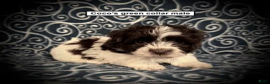 AKC Coco's Green Collar Male