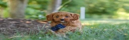 Cavapoo dogs for sale: Kobe - Ad 3