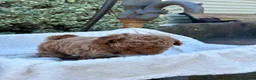 Toy Poodle dogs for sale: Gabi - Ad 14