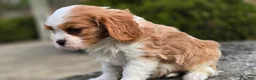 Cavalier King Charles Spaniel dogs for sale: Zack - Ad 6
