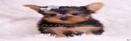 Yorkshire Terrier dogs for sale: Tinker Toy - Ad 7